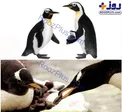 عشق و عاشقی پنگوئن ها +عکس