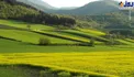 عکس/ طبیعت سرسبز گلستان