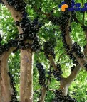 درختی که تنه آن میوه می دهد!
