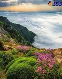 جنگل بولا در منطقه دودانگه ساری + عکس