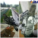دستگیری کبوتر به جرم حمل موبایل!+عکس