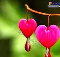 عجیب‌ترین گل جهان شبیه به قلب که از آن خون می چکد! / عکس