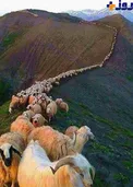 تصويري جالب و آموزنده از گوسفندان