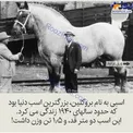 بزرگترین اسب دنیا با 1/5 تن وزن! +عکس