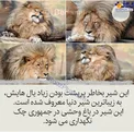 زیباترین شیر دنیا+عکس