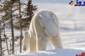 عالی ترین عکس روز نشنال جئوگرافیک را ببینید