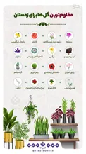 اینفوگرافیک/ مقاوم‌ترین گل‌ها برای زمستان