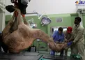 عكس/افتتاح اولين بيمارستان شترها در دبي
