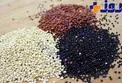 این گیاه جدید می تواند امنیت غذایی ایران را تامین کند !