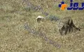 حال هیرکان خوب است