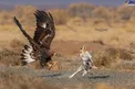جدال عقاب طلایی و روباه بر سر غذا