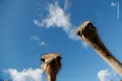 سلفی جالب شترمرغ‌ها/عکس