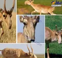 زشت ترین بز کوهی دنیا +عکس