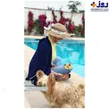 الناز حبیبی و حیوان لاکچری اش لب استخر+عکس