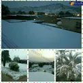 عکس/ برف بوشهر را هم سپید پوش کرده!