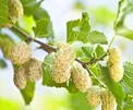 توت سفید و خواص آن برای سلامتی