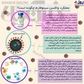 نحوه عملکرد واکسن سینوفارم چگونه است؟/ایفوگرافیک