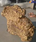 کشف تکه ای طلا به اندازه استیک +عکس