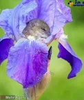 موش هایی که درون گل به خواب میروند+ عکس