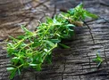 نوعی گیاه ضد عفونی کننده قوی