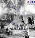 چنار امام زاده صالح در دوره قاجار+عکس