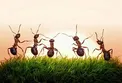 3 دلیل جالب برای اینکه مورچه هرگز در ترافیک نمی مانند!