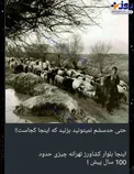 چرای گوسفندان در بلواز کشاورز تهران! + عکس