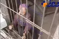 واکنش تند مردم چین به پسر و عروس سنگدل