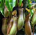 تصویری از یک گل گوشت خوار! +عکس