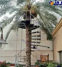 عکس/ برداشت جالب و متفاوت خرما