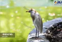 عکس/ فرم ظاهری جالب یک پرنده در باغ پرندگان اصفهان