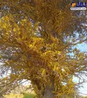 تصویری عجیب از هجوم ملخ‌ها به بوشهر!