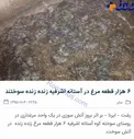 سوختن 6000 مرغ زنده زنده در آستانه اشرفیه+عکس