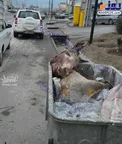 تصویری وحشتناک از حیوان سر بریده در سطل آشغال شهر