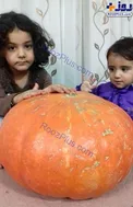 عکس/ برداشت کدوی ۲۴ کیلویی در خاوه اردهال کاشان