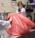 عکسی عجیب از ریه‌ اسب