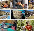 برداشت انجیر از منطقه عشایری «بوم بَردَک» چهارمحال و بختیاری+عکس