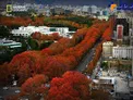 پاییز زیبای خیابان ولیعصر تهران در نشنال جئوگرافیک