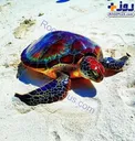 گونه ای کمیاب از لاکپشت دریایی با بدن رنگارنگ+عکس