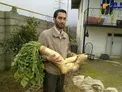 ترب سفید 17 کیلویی!+ عکس