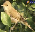یک گونه‌ پرنده جدید به فهرست پرندگان کردستان افزوده شد +عکس