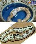 تصویر جالبی از ماری که خودش را می خورد!