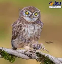 شکار مارمولک توسط جغد کوچک +عکس