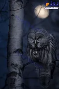ژست ترسناک جغد در شب/عکس