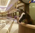 لوکس ترین اصطبل اسب جهان در دبی +عکس