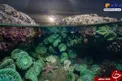 ستاره دریایی عظیم‌الجثه+عکس