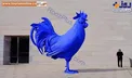 خروس به این بزرگی!/عکس