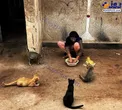 دوستی جالب یک زن با گربه ها+عکس