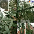 عکس/حرکت عجیبی که روی گلها و گیاهان اتفاق افتاد!