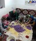 گردشگران سوییسی در خراسان در حال پاک کردن زعفران+عکس